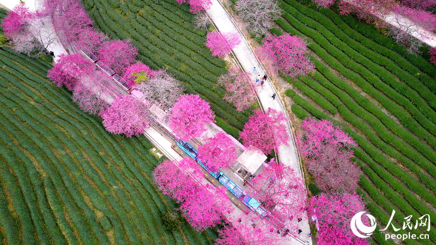 有“大陆阿里山”之称的福建漳平。人民网记者 李昌乾摄