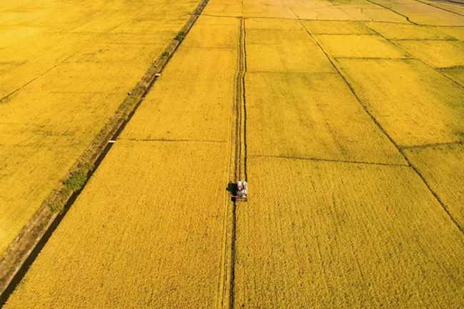 在团队集成创新的绿色高产高效栽培技术体系支持下，再生稻屡创机收再生稻国内外最高产量纪录