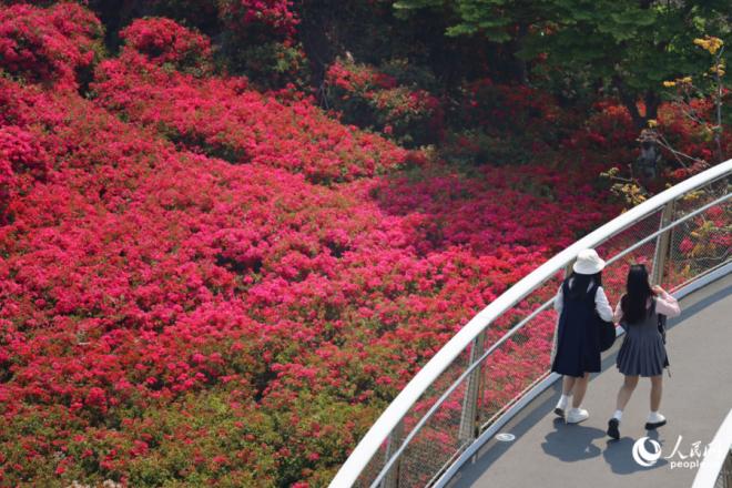 市花三角梅。人民网记者 陈博摄