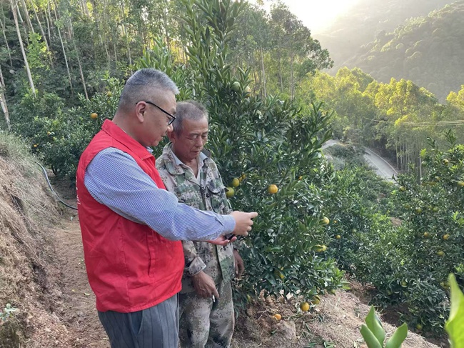 平安產險志願者在與果農的共同勞動與閑話家常中，探尋金融服務鄉村振興最真實、最迫切的需求