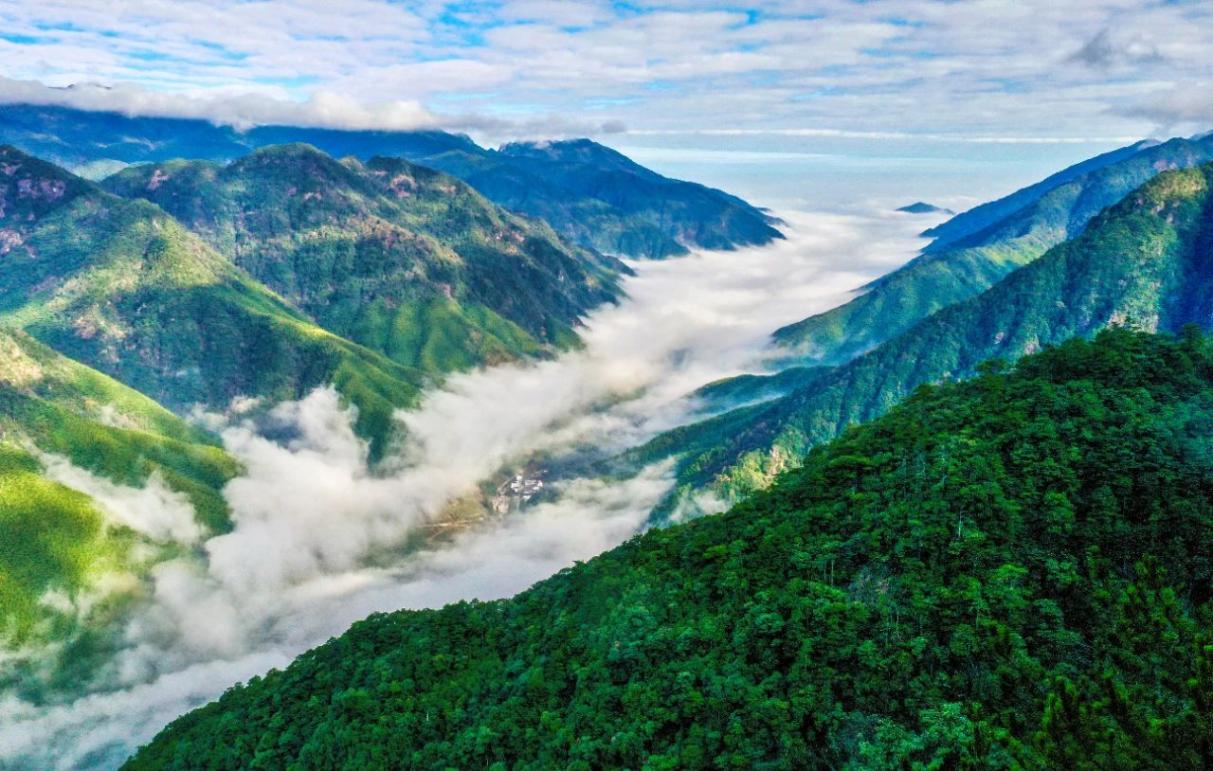 南平森林资源丰富。黄海摄