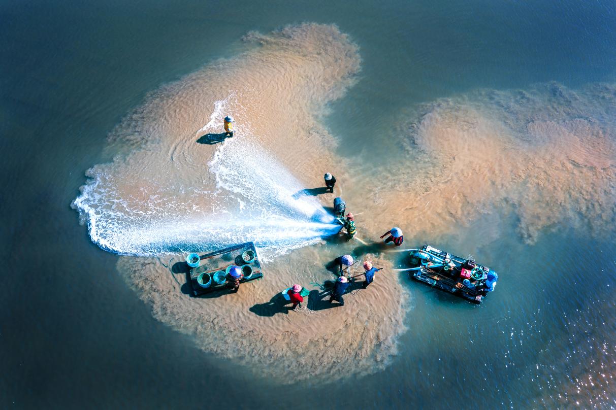 花蛤捕捞。吴克斌摄