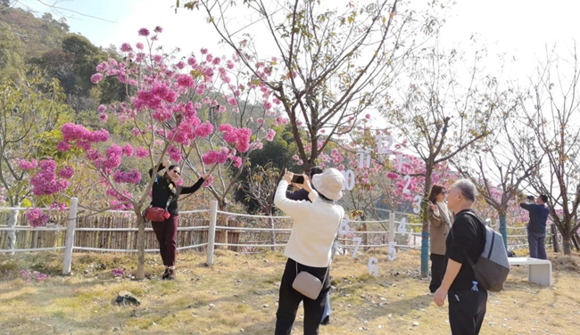 2026年福建省“相約春天賞櫻花”十大打卡點發布