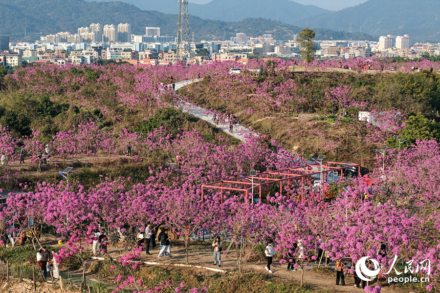 230亩紫花风铃木依山势连片盛放。人民网记者 陈博摄