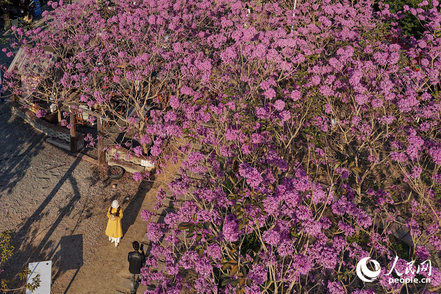 一串串风铃状花朵抱团挂满枝头。人民网记者 陈博摄