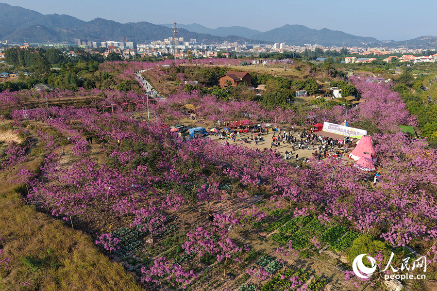 从高处俯瞰，山坡上犹如铺开粉紫绒毯。人民网记者 陈博摄