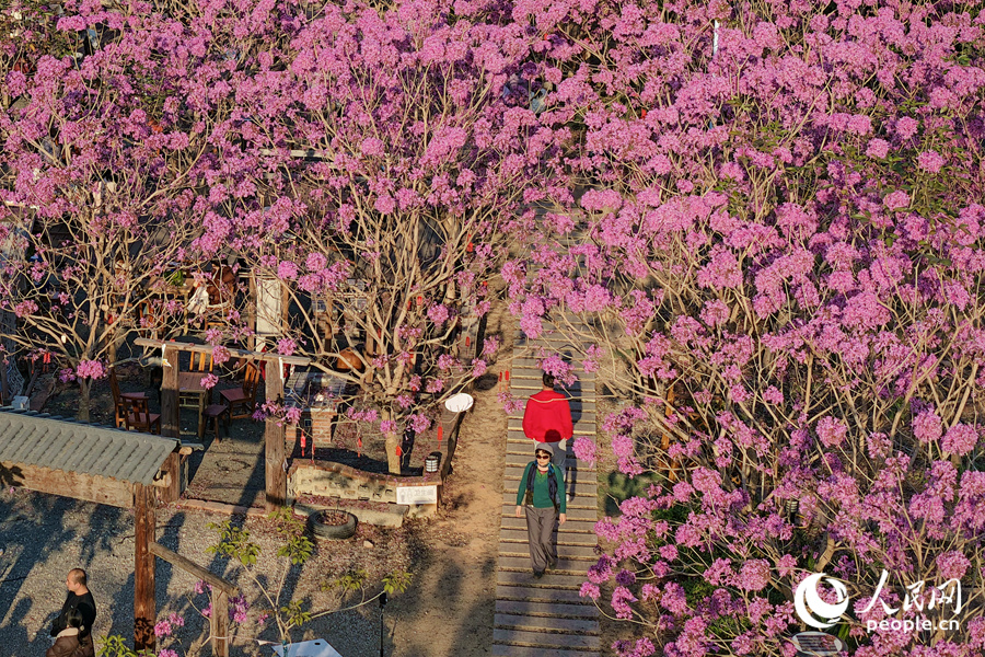 游客漫步花间小径。人民网记者 陈博摄