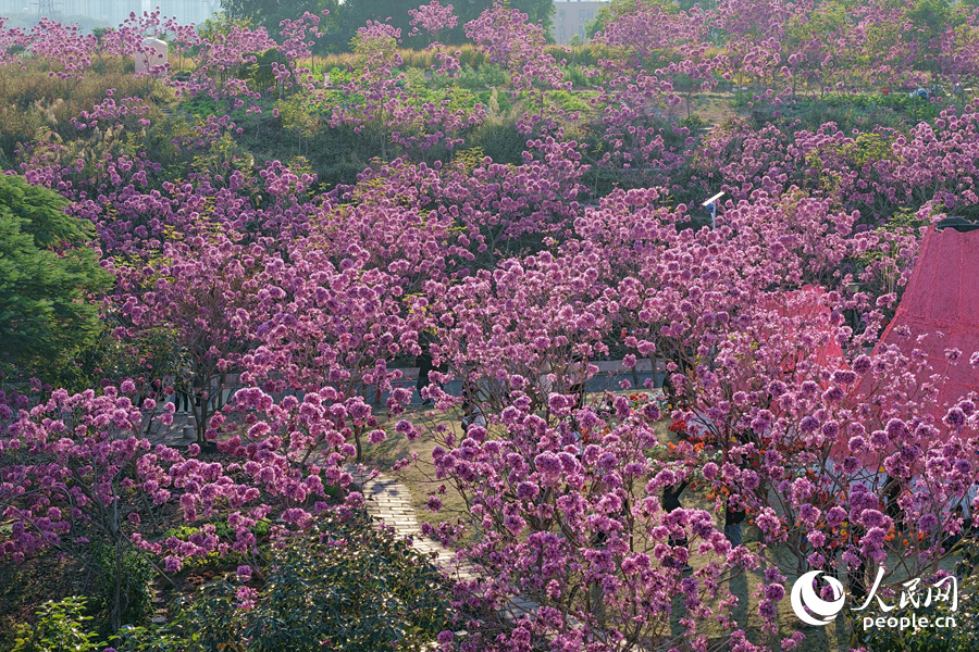 层层叠叠的花浪随风涌动，分外妖娆。人民网记者 陈博摄
