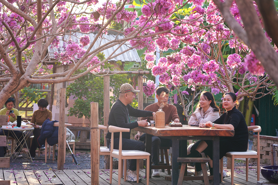 游客在紫花风铃木花海中泡茶，享受午后时光。庄莉红摄