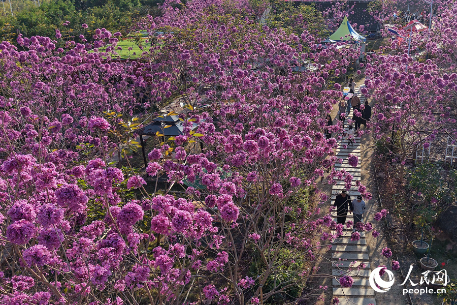 7000余株紫花风铃木花朵盛放美如画。人民网记者 陈博摄
