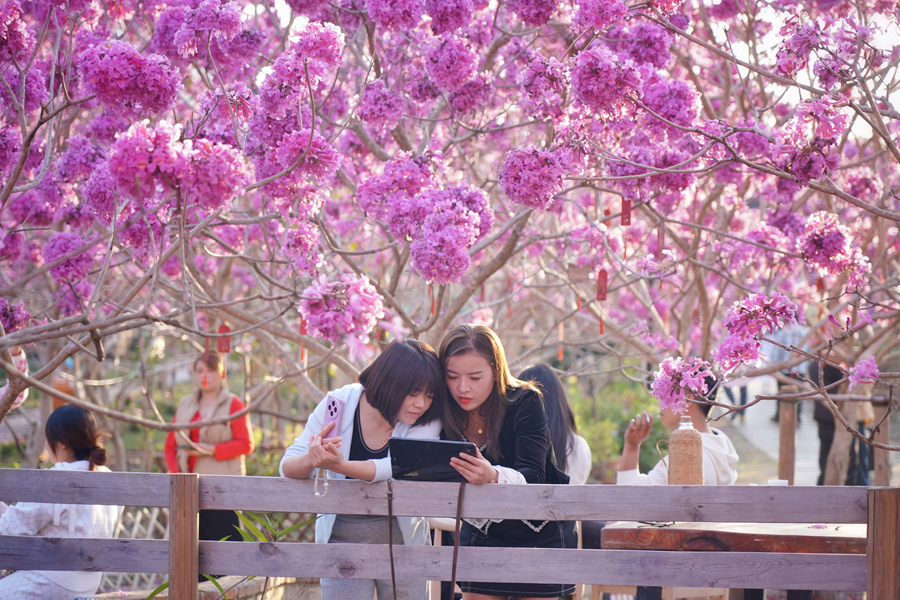 游客在浪漫紫花下私语。庄莉红摄