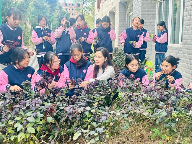 學校老師帶領同學們前往中草藥種植基地辨識紫蘇、苦菜