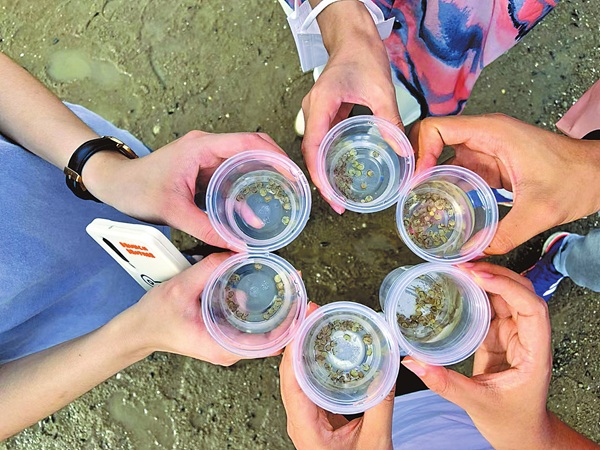 中国鲎幼苗，还没有人类拇指指甲大。