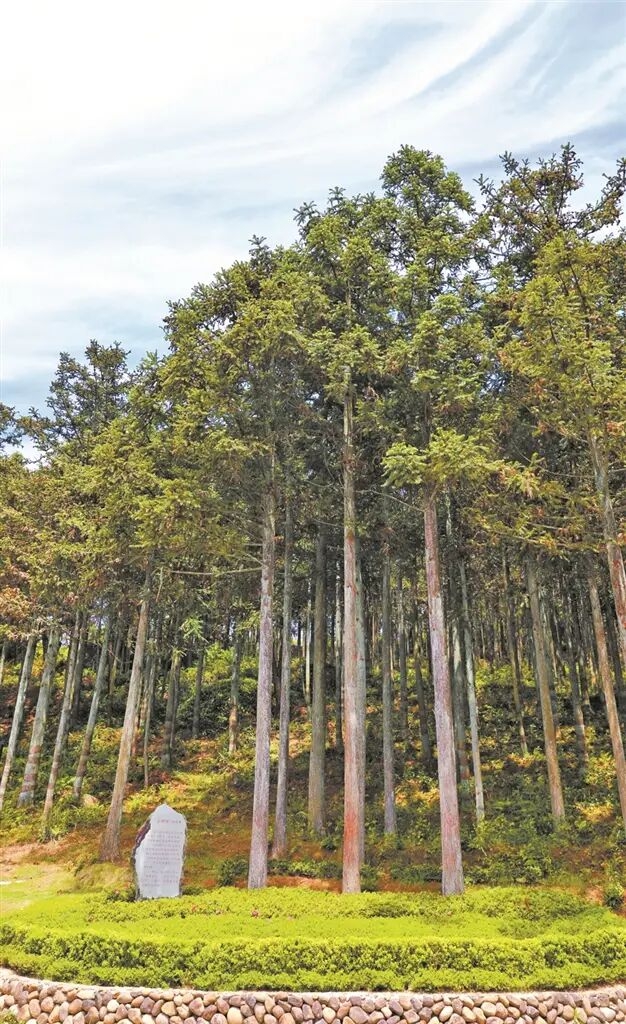  黄振芳家庭林场“三棵树”。郑文敏摄