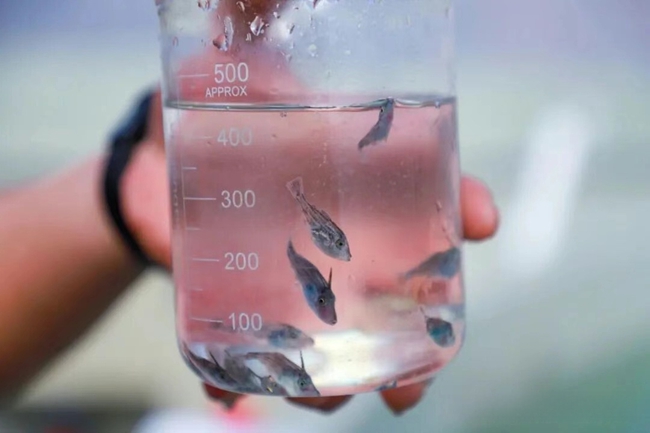 綠鰭馬面鲀魚苗