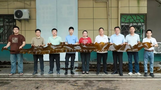 “無邊海帶”試養成功