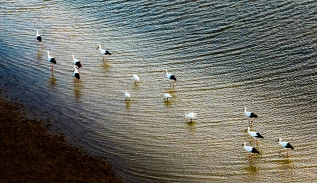 东方白鹳、鸳鸯……翠屏湖为何成为“鸟类天堂”