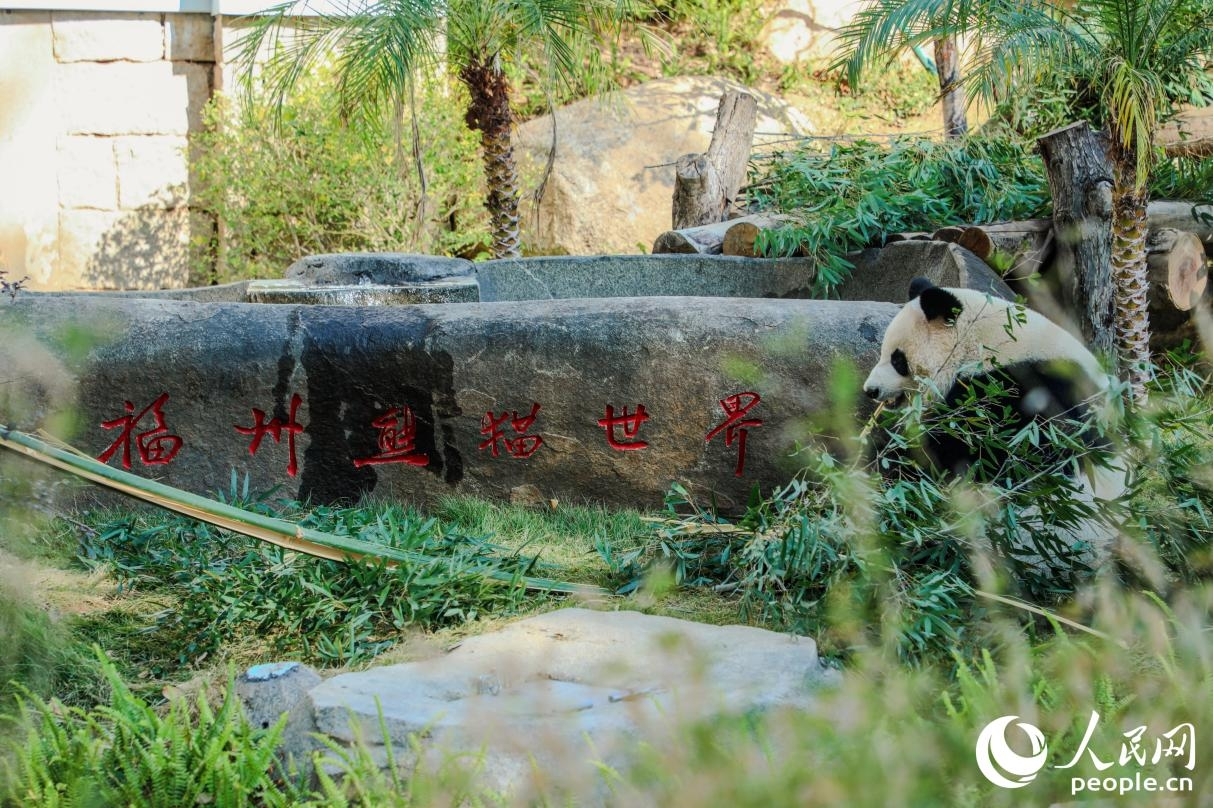 福州熊猫世界内，一只熊猫正在“吃早餐”。人民网记者 李唯一摄