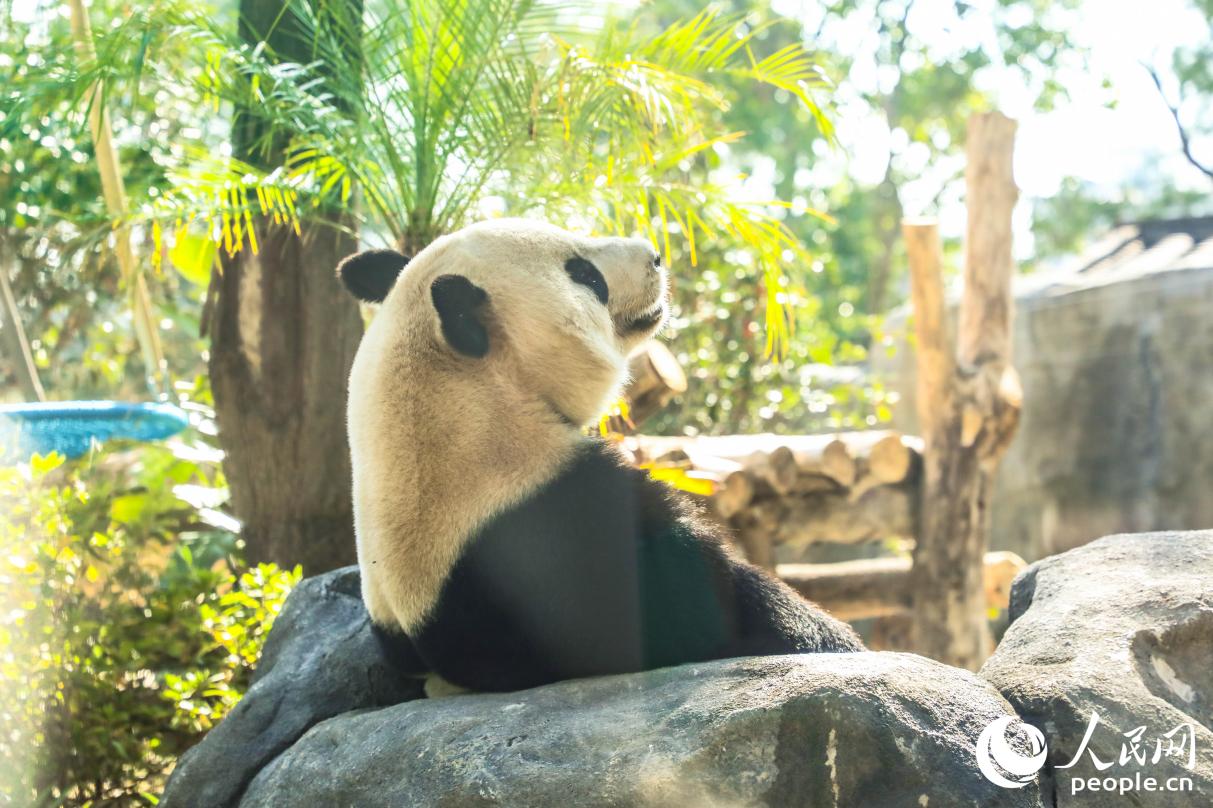 餐后“晒太阳”的熊猫。人民网记者 李唯一摄