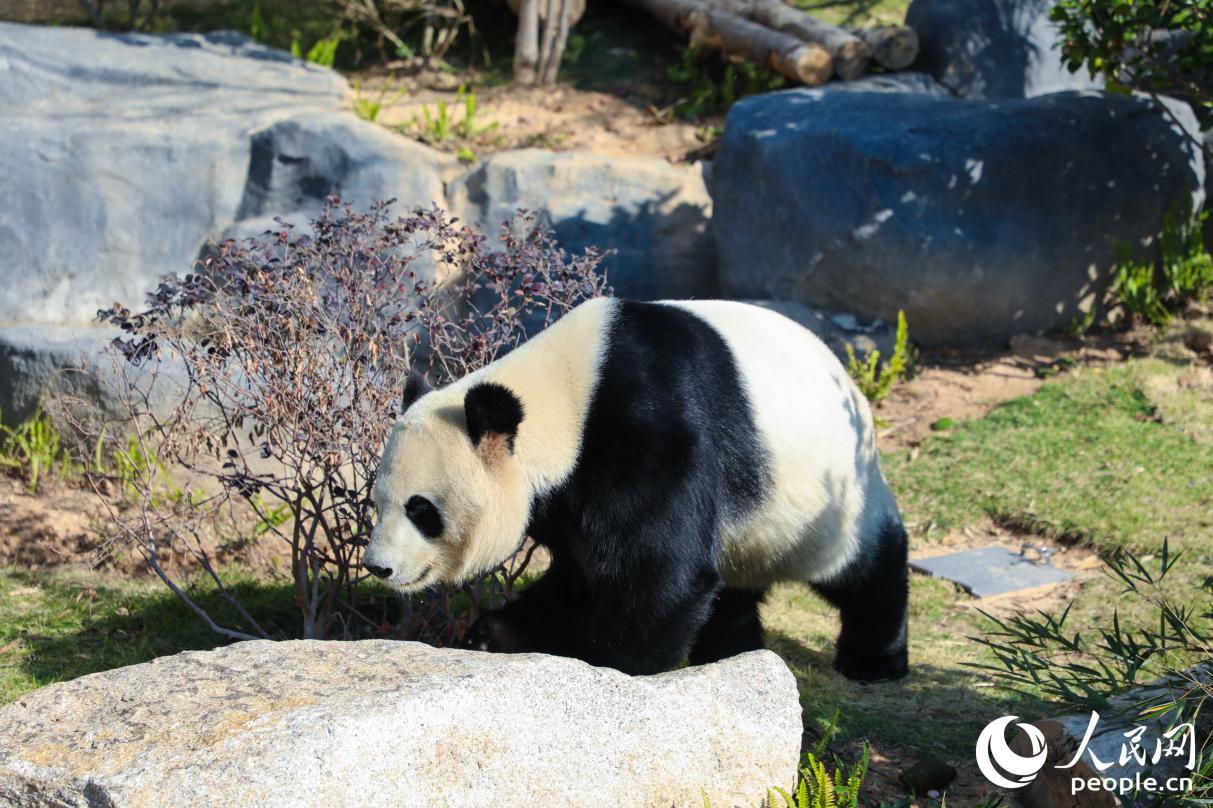 熊猫在园区内“漫步”。人民网记者 李唯一摄