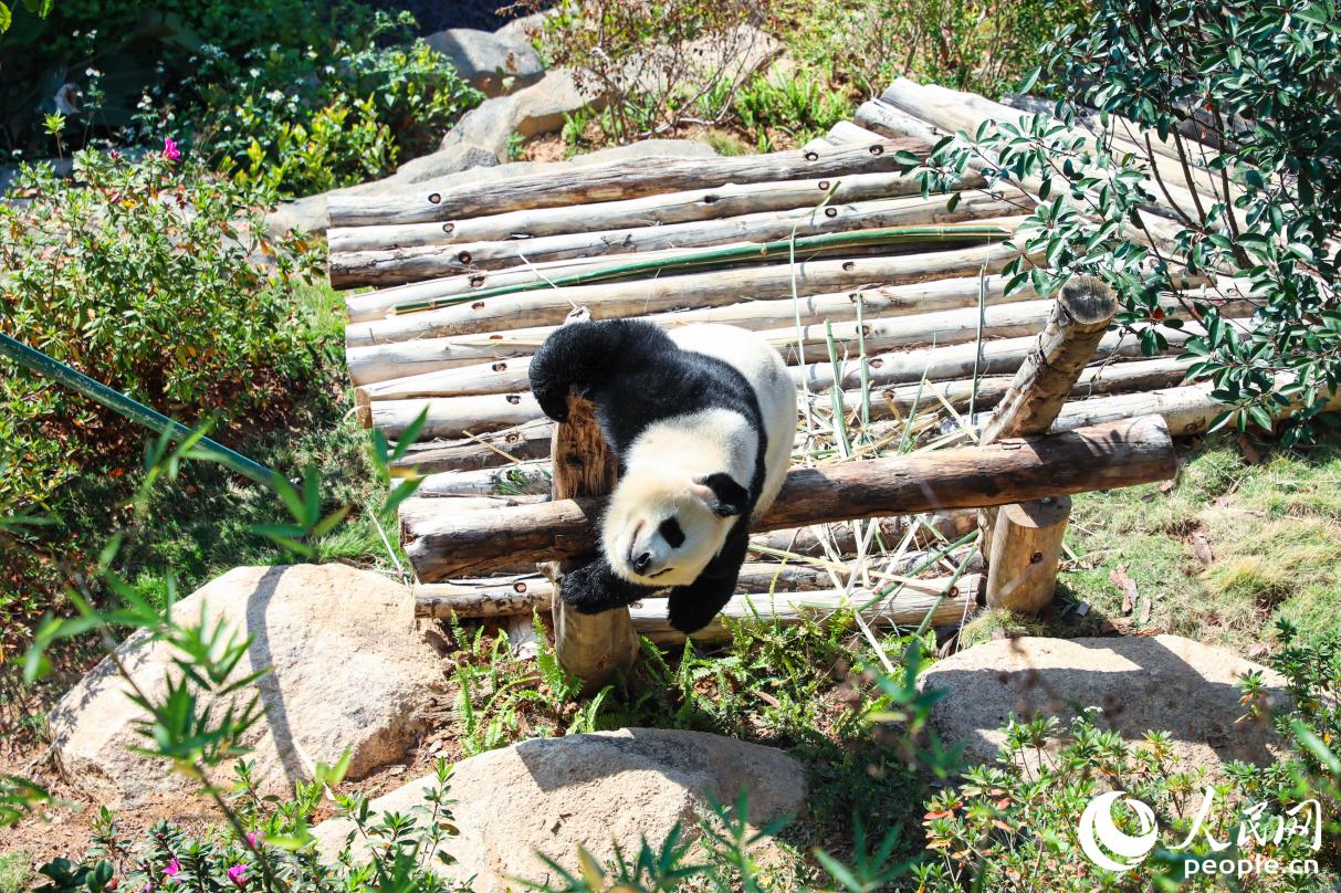 熊猫在窝里“翻滚”玩耍。人民网记者 李唯一摄