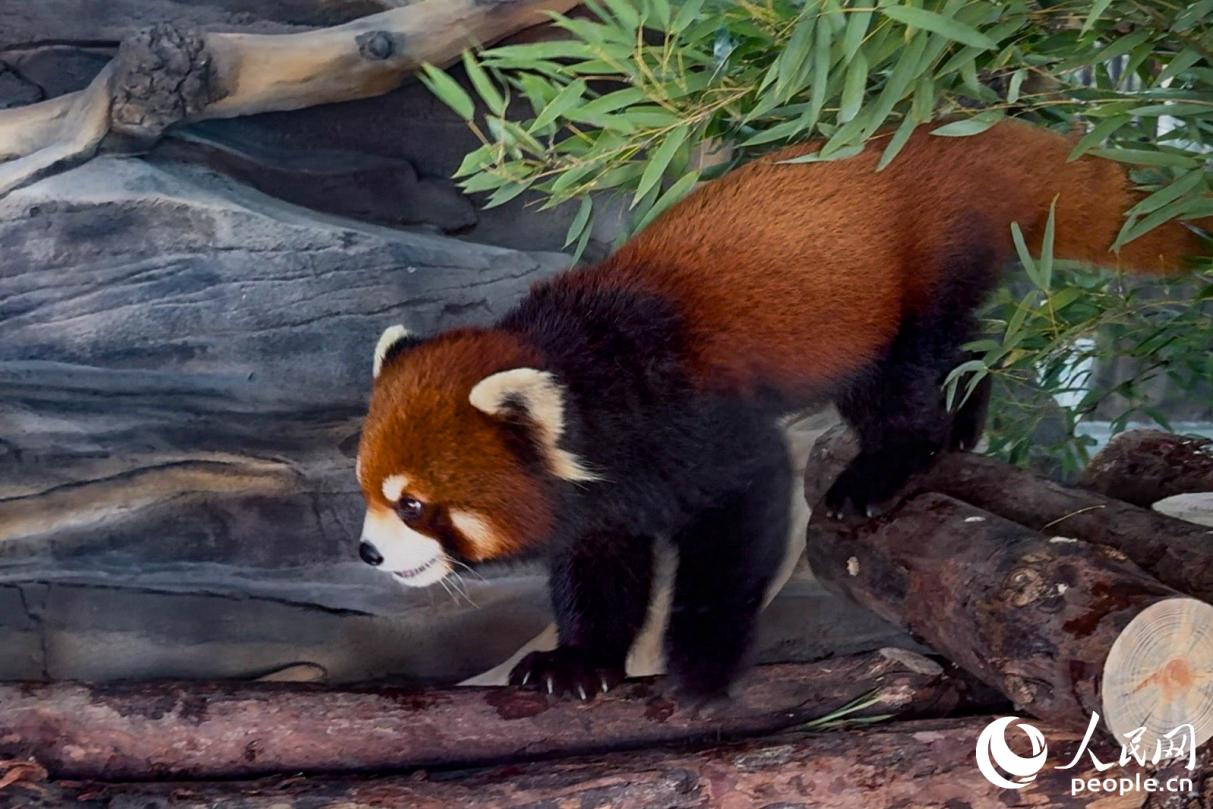 一只行动敏捷的小熊猫。人民网记者 李唯一摄