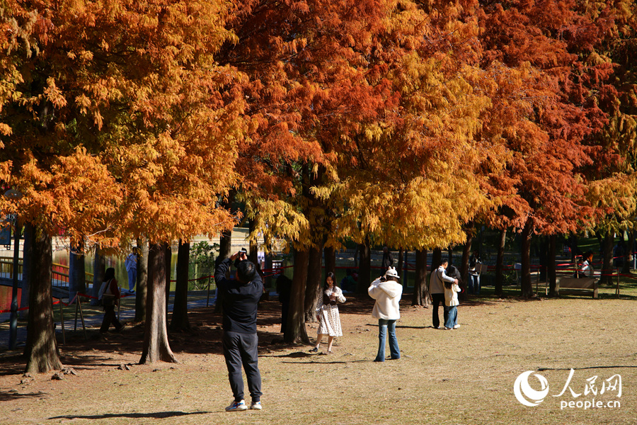 位于厦门南湖公园中的落羽杉草坪，成为市民游客的休闲好去处。人民网记者 陈博摄