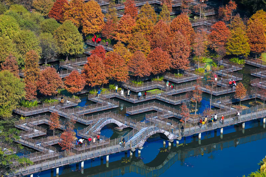 厦门五缘湾湿地公园中，游客齐聚落羽杉迷宫栈道。杨劲坚摄