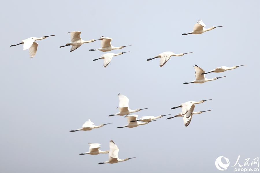 国家一级保护动物黑脸琵鹭与国家二级保护动物白琵鹭翱翔厦门。人民网记者 陈博摄
