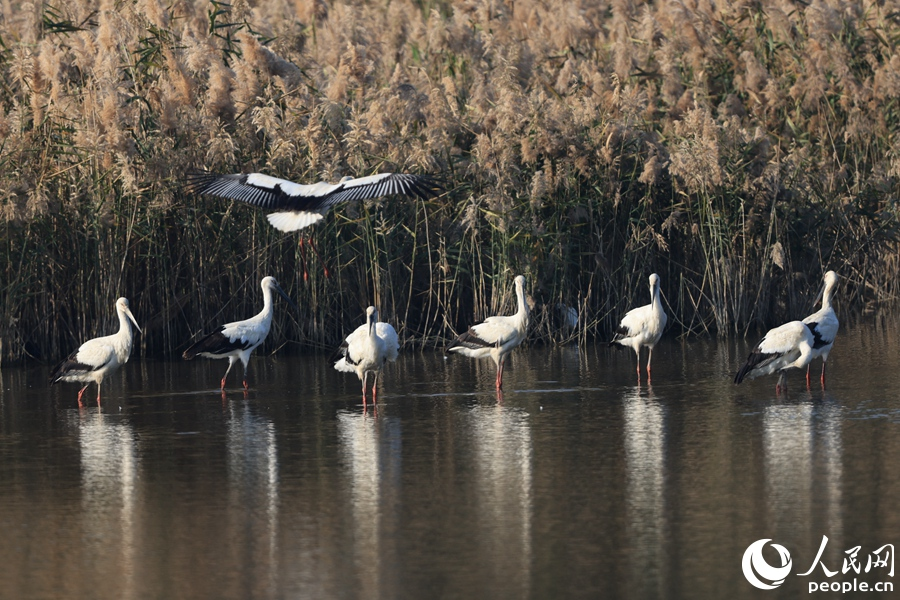 国家一级保护动物东方白鹳在厦门海沧马銮湾湿地栖息。人民网记者 陈博摄
