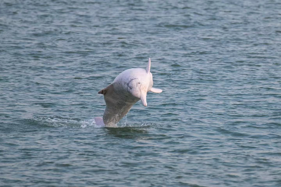 游弋在厦门海域的中华白海豚。陈超摄
