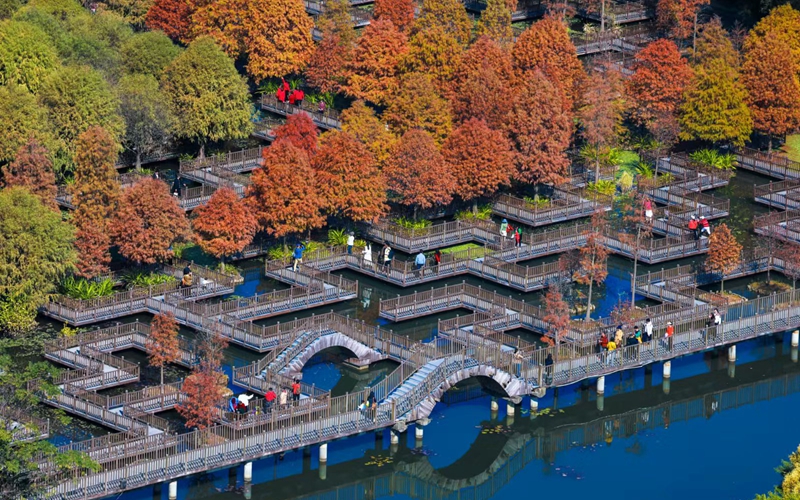 层林尽染、映波成画 厦门落羽杉新年换“新装”