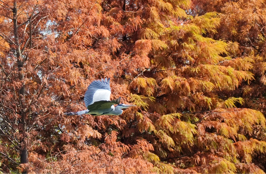 层林尽染、映波成画 厦门落羽杉新年换“新装”
