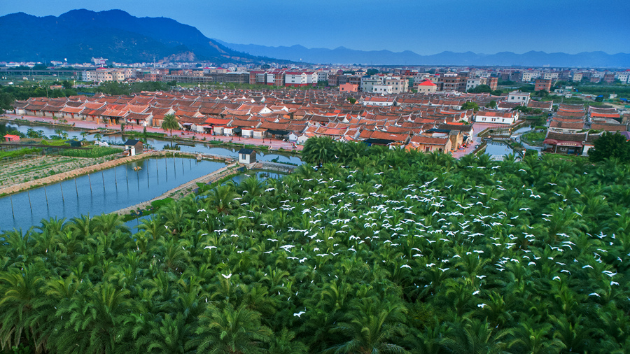 位于龙海区的埭美古村，276座燕尾脊古厝傍水而建。龙海区委宣传部供图