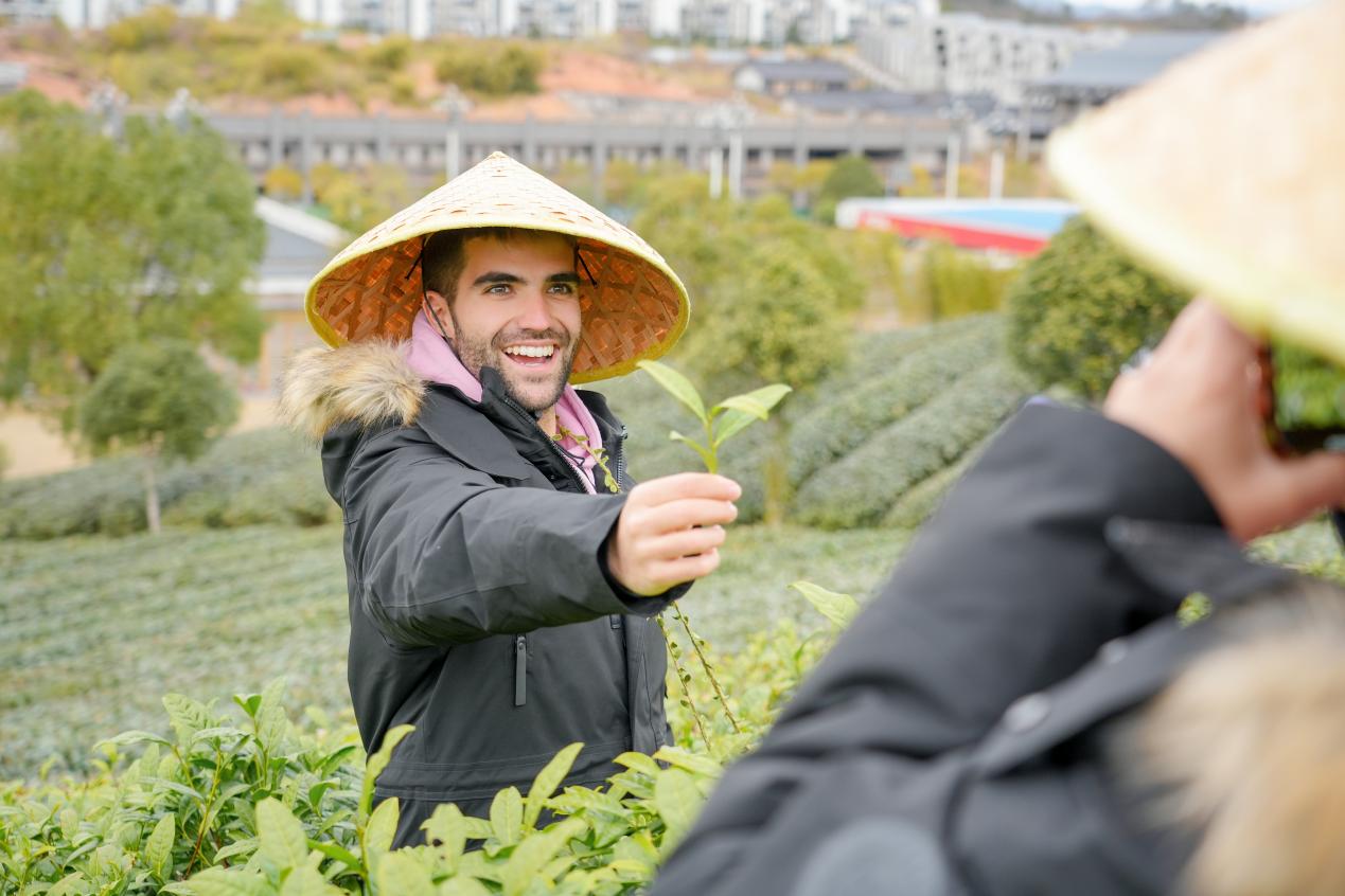 体验茶叶采摘