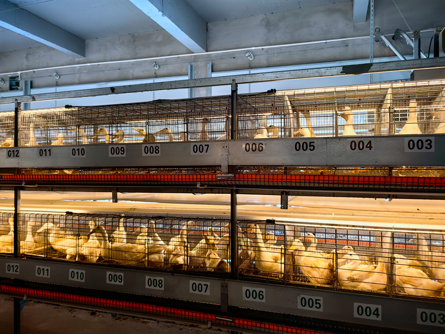 “上架”的鸭子，让农户们“生财有道”。受访者供图