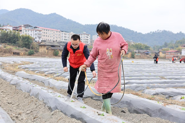 志愿者协助烟农为刚移栽烟苗施肥浇水。李海龙摄