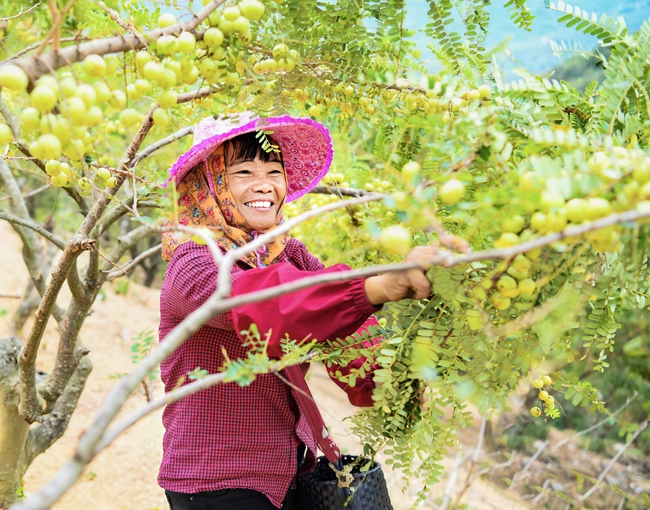 丰收时节，农户采摘余甘