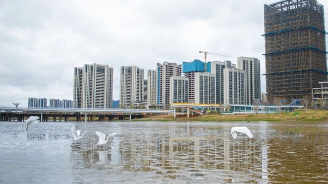 城海共生、人鸟相邻的和谐画面印证着福清生态保护的成效。图片来源：福清市影像中心