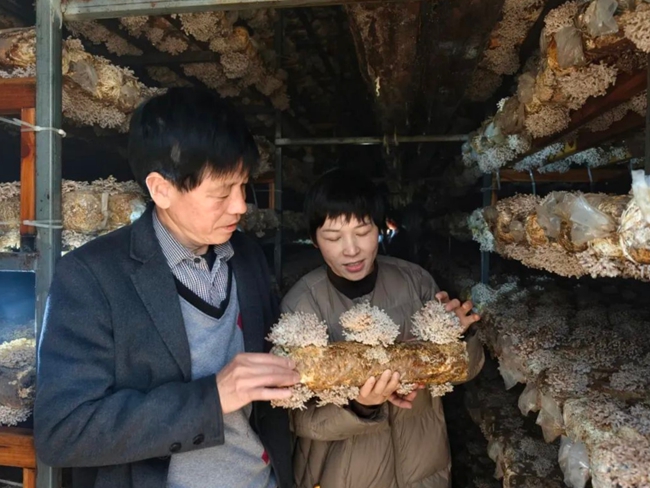 引种的龙爪菇产量高、品质优，有助于带动当地群众增收