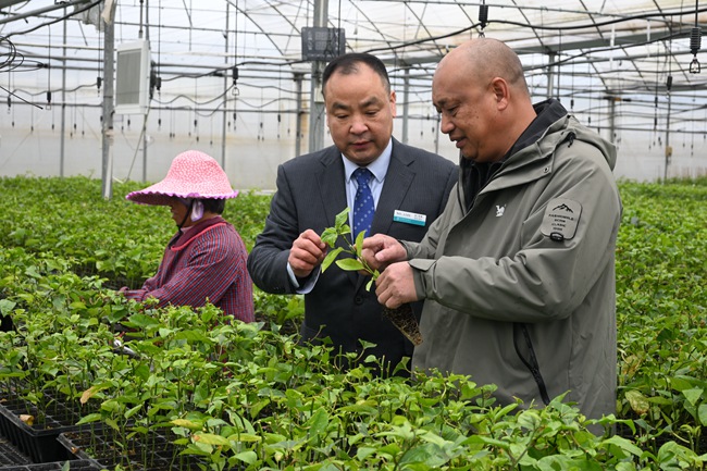 在福建龙岩长汀县涂坊镇,李文慰正在了解企业的百香果苗培育和销售情况