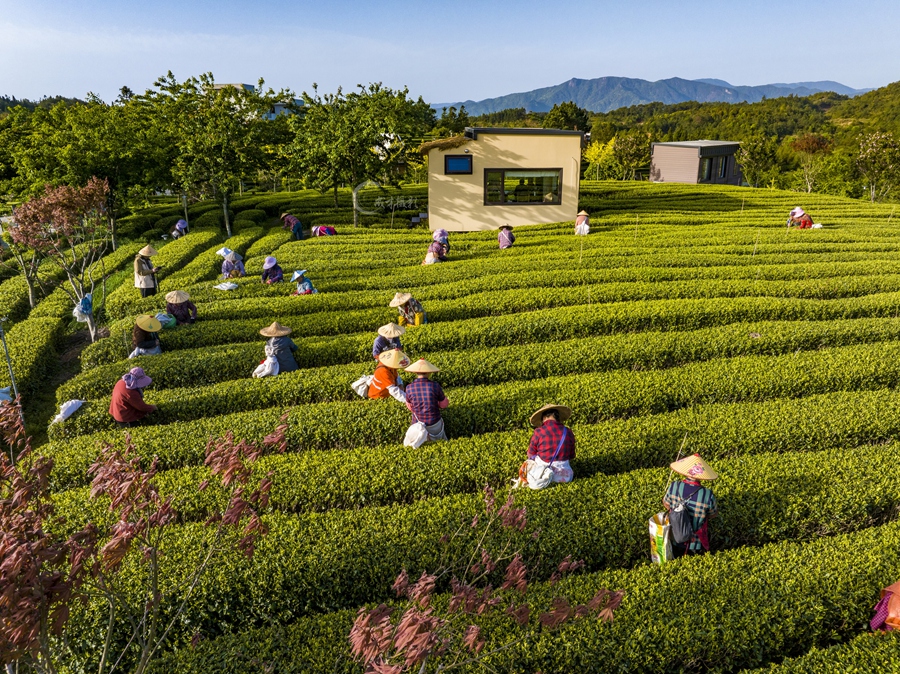 春忙時節，茶山上清香四溢，放眼都是茶農們忙碌的身影