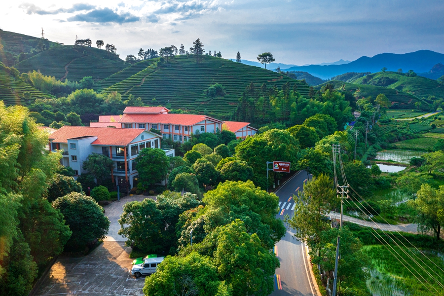 福莲茶庄园。于崇高摄