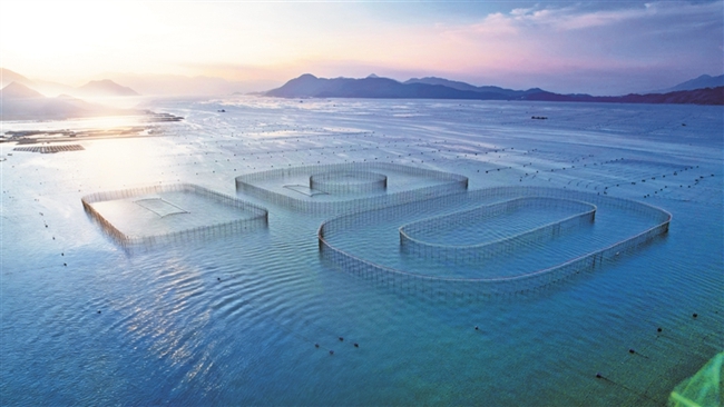 位于三都澳白基湾海域的大黄鱼野驯养殖基地。 林王伟摄