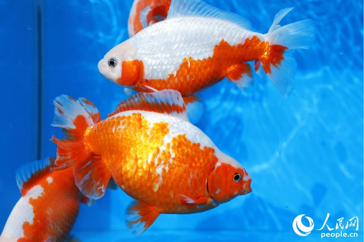 福州金鱼，“金”光闪闪。人民网记者 李唯一摄