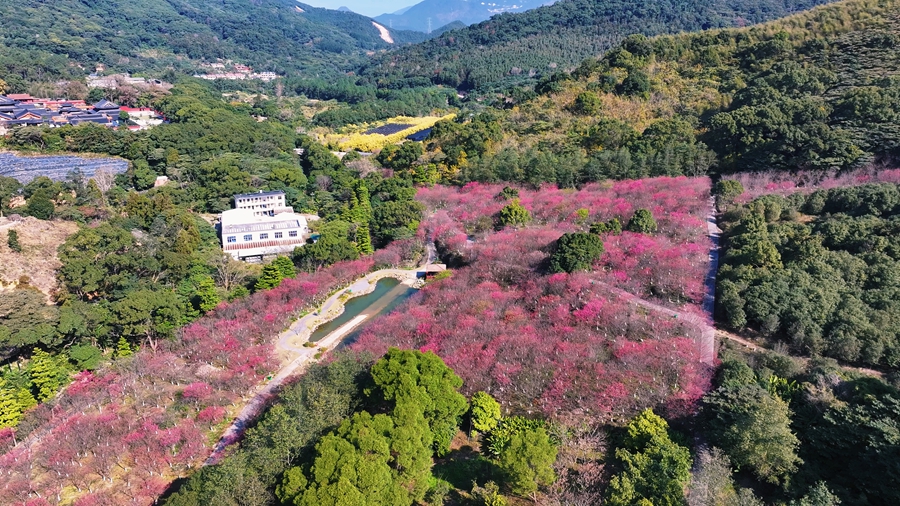 福清灵石山国家森林公园内，万株福建山樱花迎春绽放