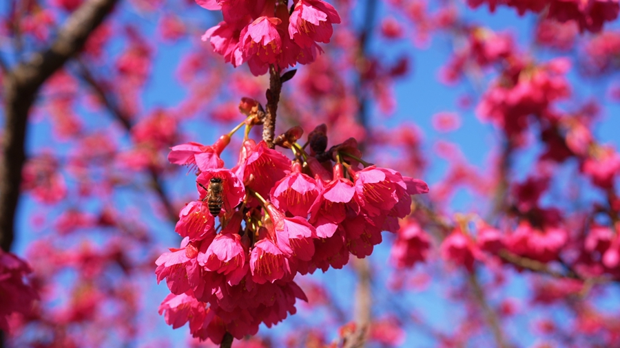 蜜蜂穿梭于花间，为樱花园的春日增添了灵动生机