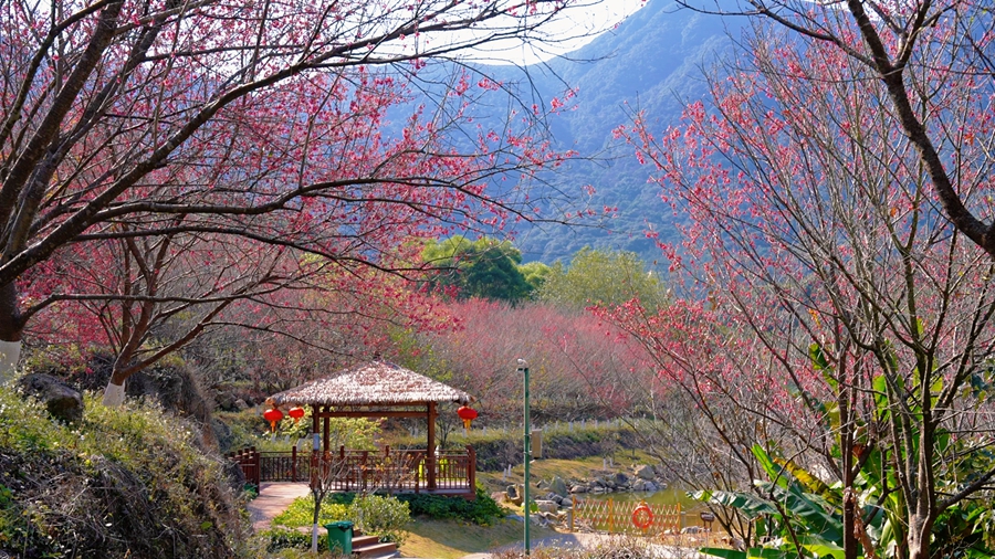 游客可闲坐灵石山风雨亭，于繁花旁尽享山水与樱花相融的春日美景