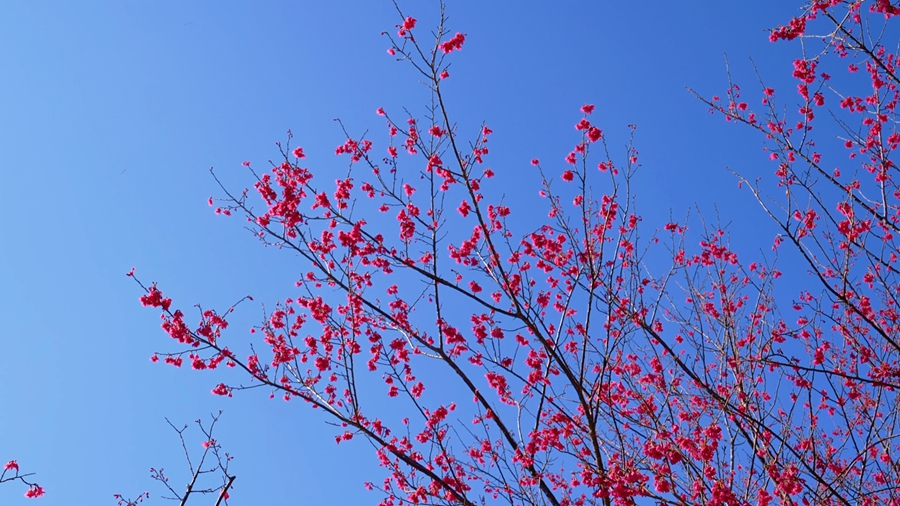 蓝天为幕，粉樱为笔，山樱花缀满枝头
