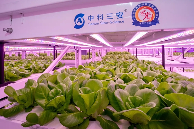 中科三安植物工廠。劉伯怡攝